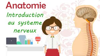 Anatomie  introduction au système nerveux [upl. by Anjanette775]