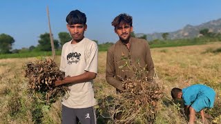 ￼ Mufaly Kaise Nikalte Hain 🥜😱 vlog gujarat [upl. by Herates]