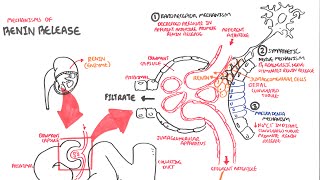 Mechanisms of Renin Release [upl. by Adnalra]