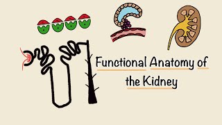 Functional Anatomy of the Kidney  Structure and Function of the Nephron  Renal Physiology [upl. by Lemrahc]