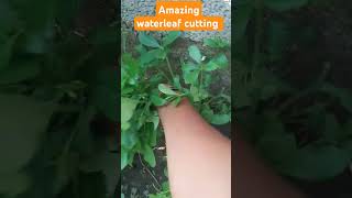 Amazing water leaf cutting garden vegetables gardening [upl. by Joela]