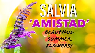 5 Reasons to Grow Salvia Amistad in YOUR Garden this Year [upl. by Aerdnek]