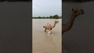 Camel walking in water you see first time [upl. by Noam]