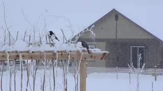 Sharpshinned Hawk vs Magpie [upl. by Donelson]