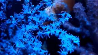 Gorgonia azul quotcoral spsquot hd [upl. by Josephson90]