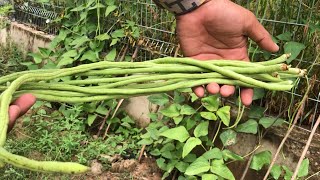 HowToPlantingSoyBeansFast To Get Fruits  Use Fertilizers Water  Naturally [upl. by Idyak283]