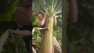 banana 🍌harvest in canada farm farmlife arkopia greenhouse fresh garden [upl. by Matias]