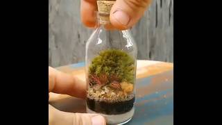 A unique idea with a discarded glass jar terrarium plants design [upl. by Gerdi]