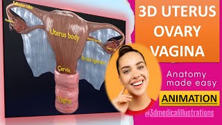 female reproductive system 3d model labeled  icse class 10 biology  broad ligament uterus content2 [upl. by Enelyar841]