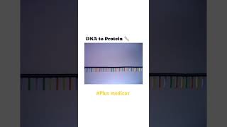 protein synthesis from DNA segmentation 👍👍neet study sciencefactsmbbs information [upl. by Nuahsad]