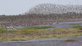 RSPB Snettisham Wader Spectacular  August 2021 [upl. by Nnarual]