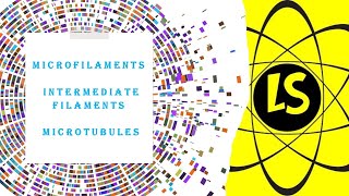 Microfilaments Intermediate Filaments and Microtubules [upl. by Nnahgem]