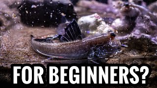 Top 5 Brackish Fish For Beginners [upl. by Eatnahs]