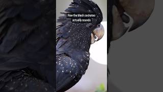 🖤 Black Cockatoo A Symbol of Resilience How Does It Really Sound [upl. by Sarkaria]