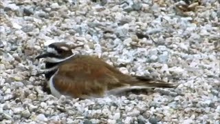 mother killdeerbird playing hurt so i go away from nest [upl. by Ssew335]