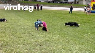 Border Collies Herd Ducks Under Girls Back Bend  ViralHog [upl. by Gatian]