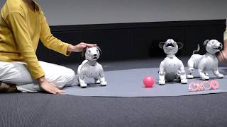 Aibo demonstration RAW VIDEO [upl. by Eytteb399]