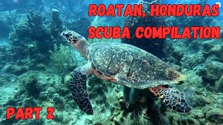 Roatan Island Honduras SCUBA Compilation Part 2 September 2024 [upl. by Itsirk]