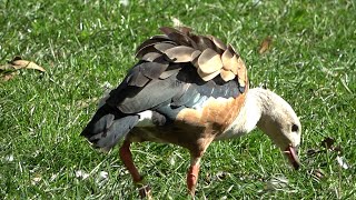 Orinoco Goose [upl. by Lesly447]