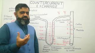 Countercurrent multiplier Urdu Hindi medium profmasoodfuzailCountercurrent Exchange Nephron [upl. by Burck963]