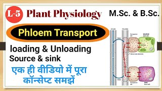 Phloem Transport Phloem Transport loading and unloading Source and sink Phloem Transport Hindi [upl. by Ahsieni]