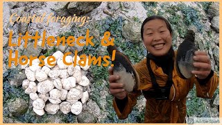 【Littleneck Clams】Littleneck clams and HorseGaper clams digging in Tomales Bay catch and cook [upl. by Elrem572]