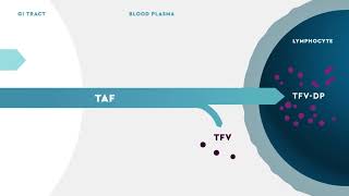 DESCOVY® tenofovir alafenamide Mechanism of Action for HIV PreExposure Prophylaxis PrEP [upl. by Nyberg]