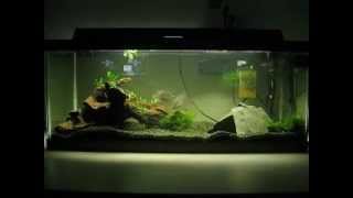 Firemouth Cichlids [upl. by Accebber]