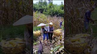 Corn harvesting season  Skilled hardworking farmers shorts ytshorts farming [upl. by Elpmid]