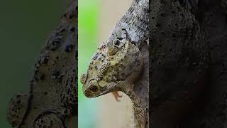 Snake vs Frog fight  Wildlife Photography  snake [upl. by Ahsahtan]