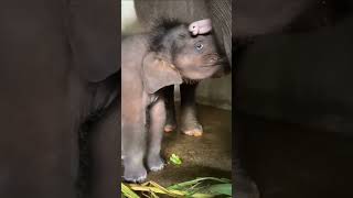 කිරි බොන අලි පැංචා ❤️ feeding elephant child in Srilanka [upl. by Oigimer]