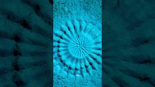 Puffer Fish Builds Sand Taaj Mahal For Mating😱😲 [upl. by Halludba613]