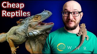 Top 5 Cheapest Reptiles  Are Cheap Reptiles Actual Cheap [upl. by Madson461]