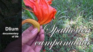 African tulip tree Spathodea campanulata  part 1 [upl. by Christoper103]