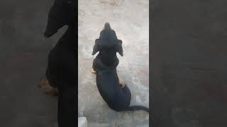 dasent dog viral shorts short subscribe birds pigeon budgies chicken trending [upl. by Nahor582]