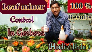 Aapke Podhe me Leaf Miner Control Kaise Kare   Hindi  Urdu [upl. by Aremmat]