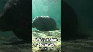 🐬 West Indian Manatee 🐬 animals manatee marinelife freediving scubadiving [upl. by Ralyks]