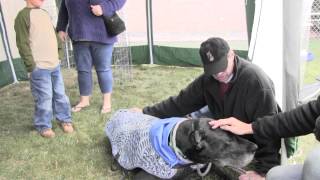 Great Dane Rescue Midwest [upl. by Acirem]