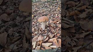 funghiporcini2024 grzyby porcini ceps boletus pilze [upl. by Beane]