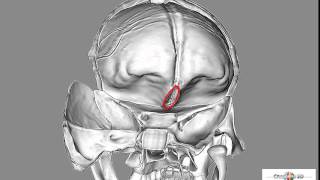 fissura orbitalis superior [upl. by Babita]