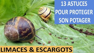 LIMACES ET ESCARGOTS  13 astuces pour protéger le potager [upl. by Olbap]