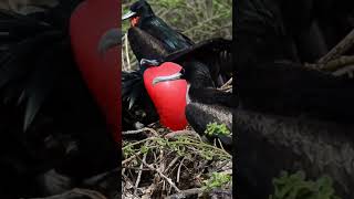 Frigate Bird Courtship birds nature shorts [upl. by Ellerihs513]