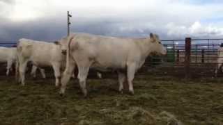 Charolais cows up close and personal [upl. by Yvor680]