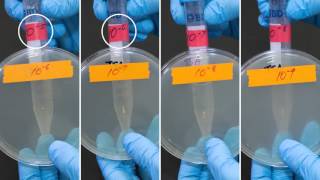 MCB2010C Lab Serial Dilution and Plate Count [upl. by Odetta]