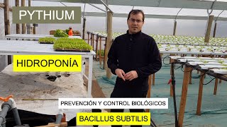 Pythium Hidroponía  Prevención y Control [upl. by Eniamrahs786]