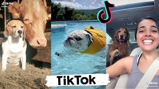 Funny Dogs of TikTok  Cute Puppies TIK TOK [upl. by Weingartner]