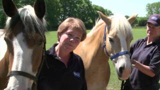 RSPCA Video  Amersham Horses Rescue [upl. by Kreitman]