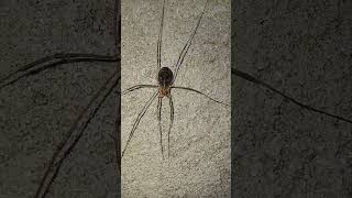 Opiliones harvestmen harvesters harvest spiders daddy longlegs [upl. by Pacificas]