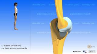 Le coude  mouvements ostéologie [upl. by Rebor]