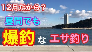 12月だから？昼間でも爆釣なエサ釣り 知多半島 南知多 [upl. by Ricarda]